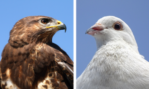 Visão do Mercado - 21/09/23